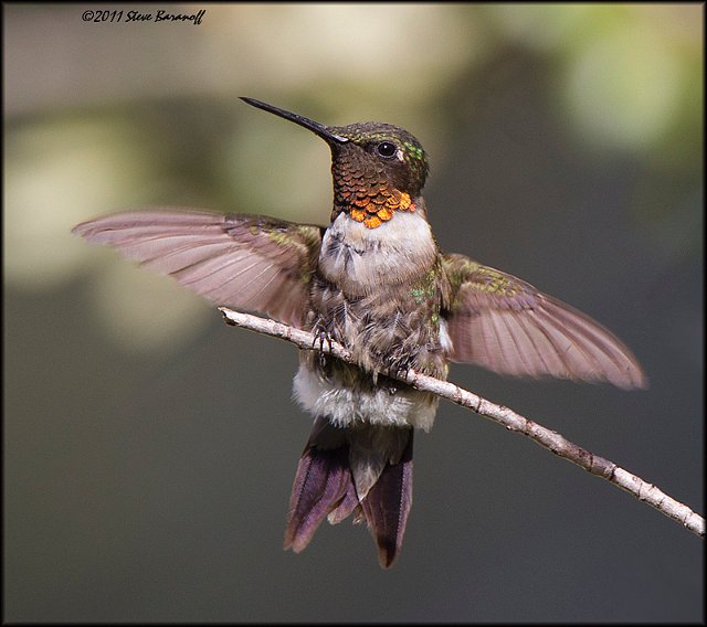 _1SB1125 ruby-throated hummingbird.jpg